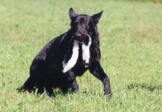Krieger with a skunk