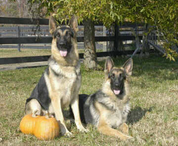 MAGGIE AND RASTUS