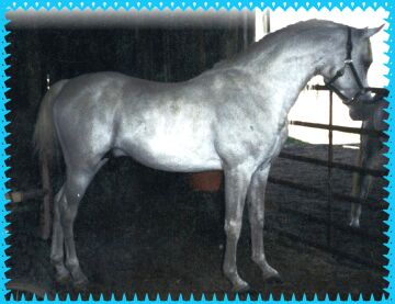 Shugak as a young stallion
