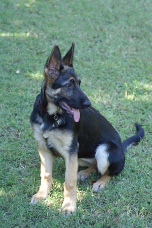 Ziggy Sitting
