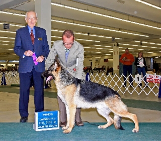 Blitz going WD at 12 months - Straight To The Top