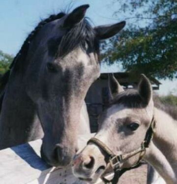 Spike and Legacy