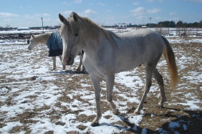 LEGACY AND SNOW 2010
