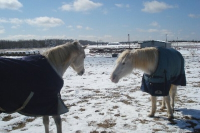 LEGACY AND SHANNON