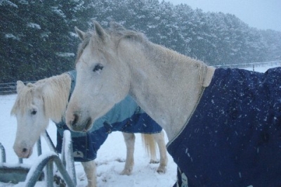 LEGACY AND SHANNON IN SNOW 2010