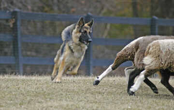 MAGGIE HERDING