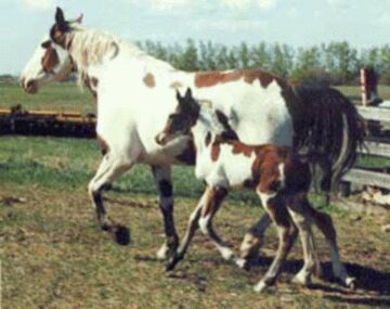 May with Her Dam