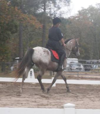 Moonshines first Show