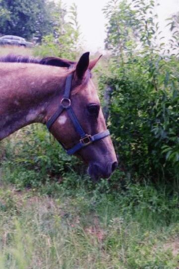 Moonshine Profile