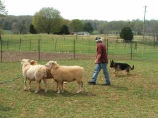 SHEEP HERDING