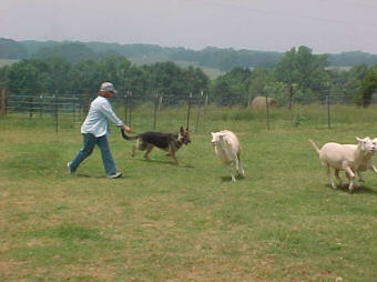 RASTUS HERDING SHEEP