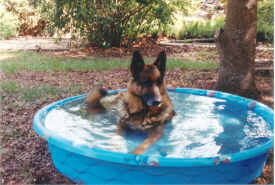 Raven Kicks Back and Relaxes with a Cool Dip