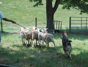 Sami Herding