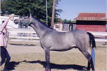 Spike